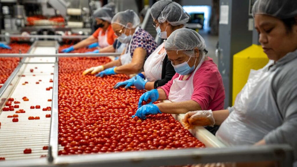 Công nhân phân loại nông sản trên băng chuyền trong nhà máy chế biến thực phẩm — ảnh stock minh họa